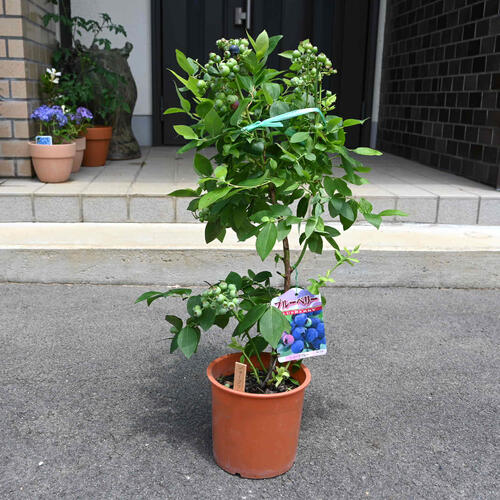 楽天市場】ブルーベリー シャープブルー 苗木 果樹 サザンハイブッシュ