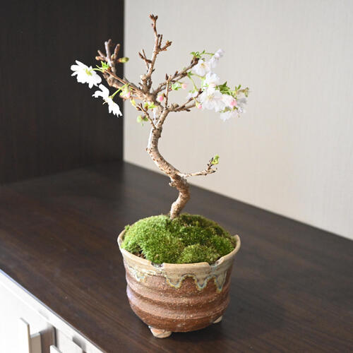 十月桜盆栽 花ざかり 楽天市場】10月開花 十月桜盆栽一年に二度桜を