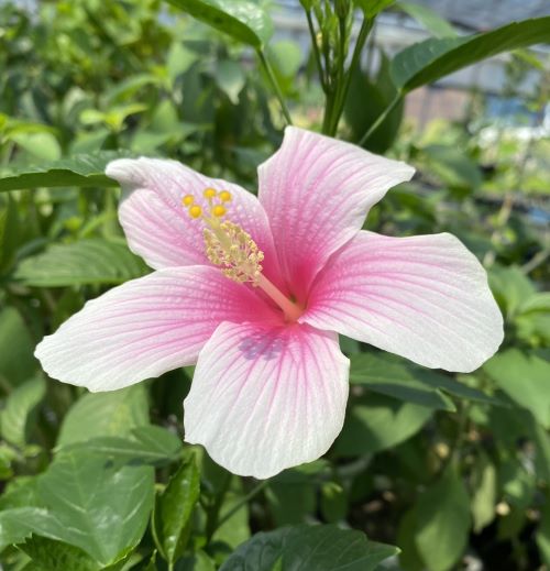 楽天市場】【ハイビスカス】【鉢植え】ハイビスカス ピンクアイス 苗