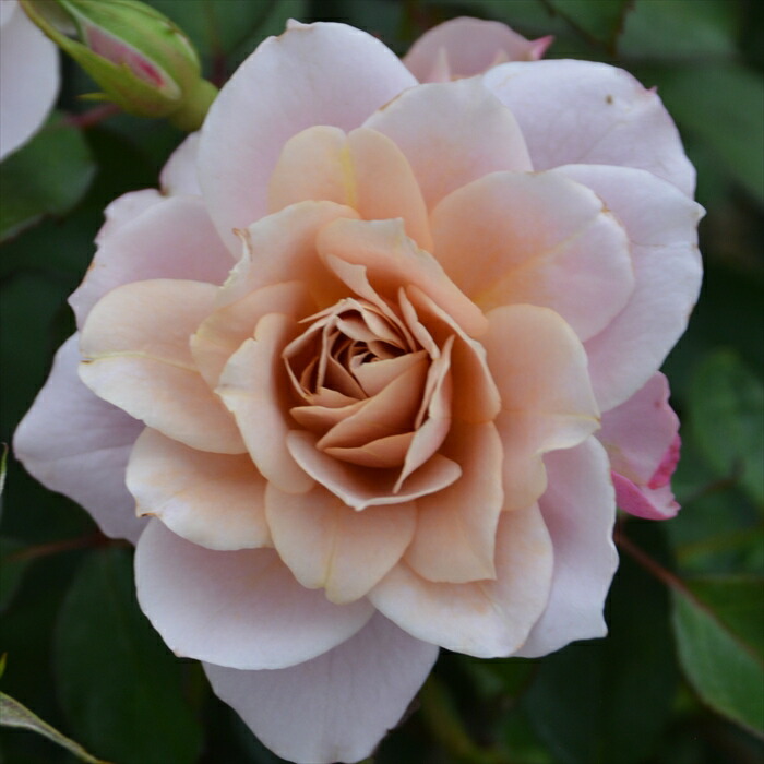 楽天市場】先行予約 【2025年春新品種】 バラ苗 バラ大苗 ロサ