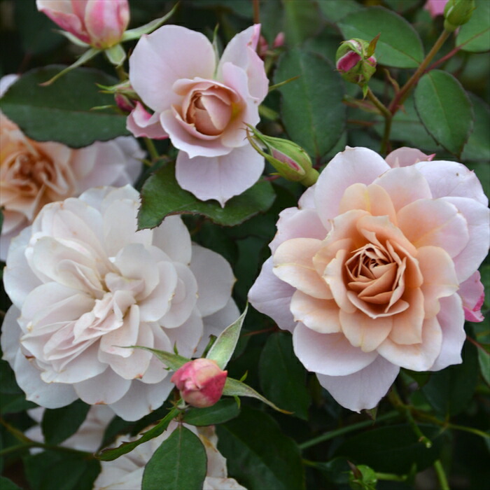 楽天市場】先行予約 【2025年春新品種】 バラ苗 バラ大苗 ロサ