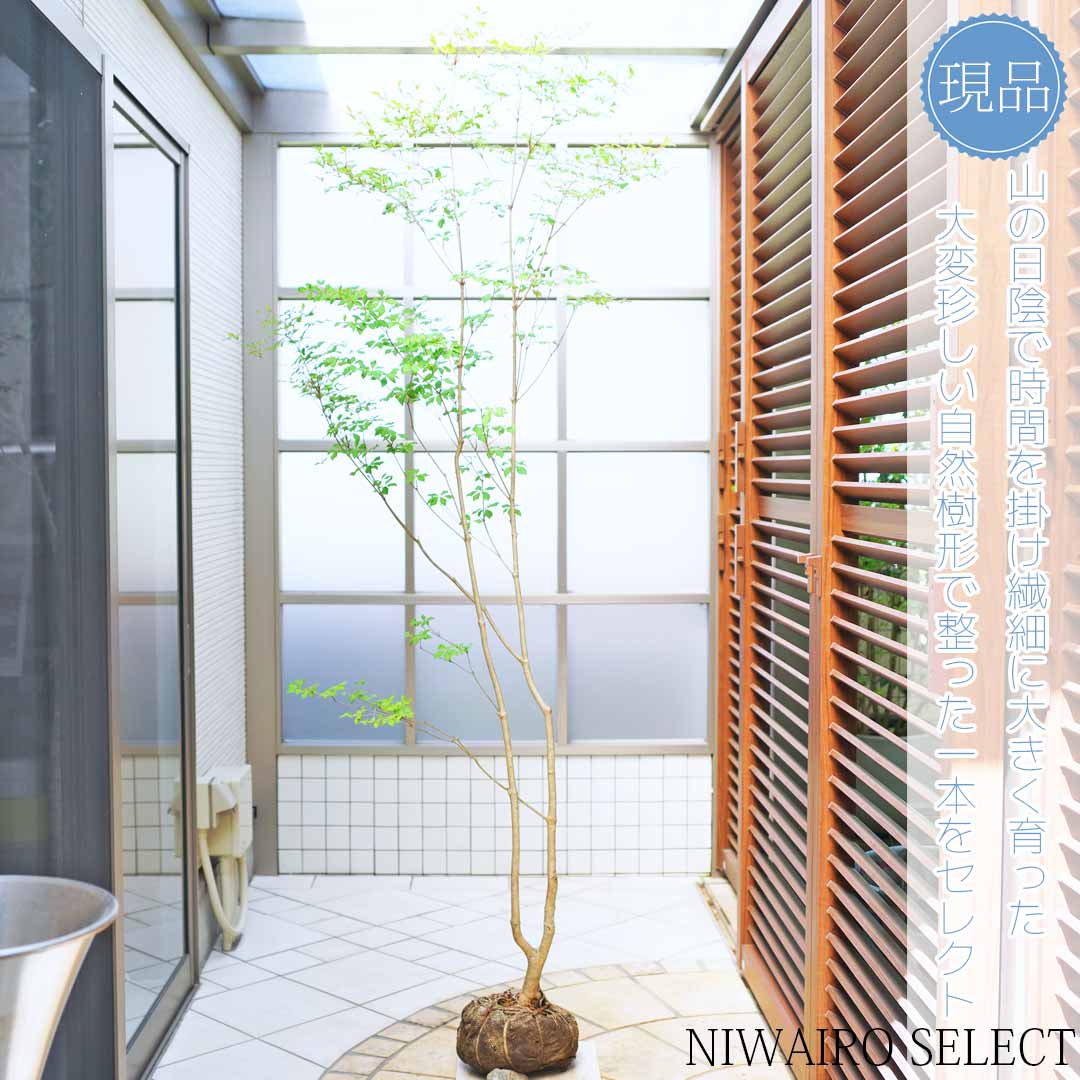 楽天市場】大型 山採り【ドウダンツツジ】 本株立ち 自然風樹形 樹高H