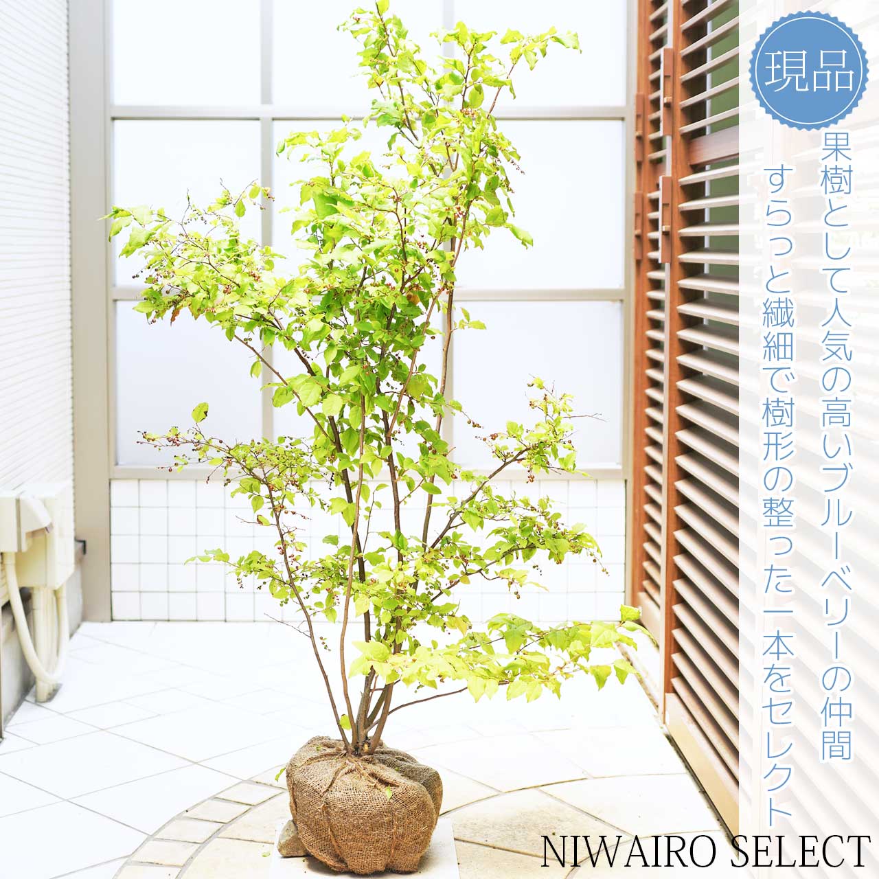 楽天市場】【ナツハゼ】 夏櫨 自然樹形 樹高H≒120 × 枝張W≒85cm 低木