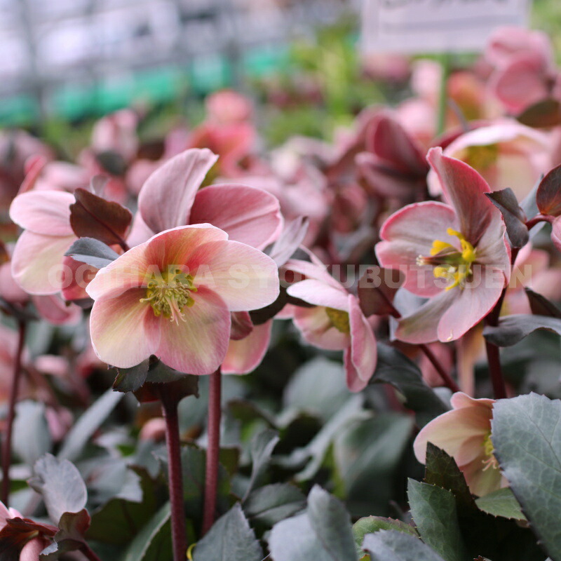 楽天市場】クリスマスローズ 'ピンク フロスト' 大苗（5号）【開花終了