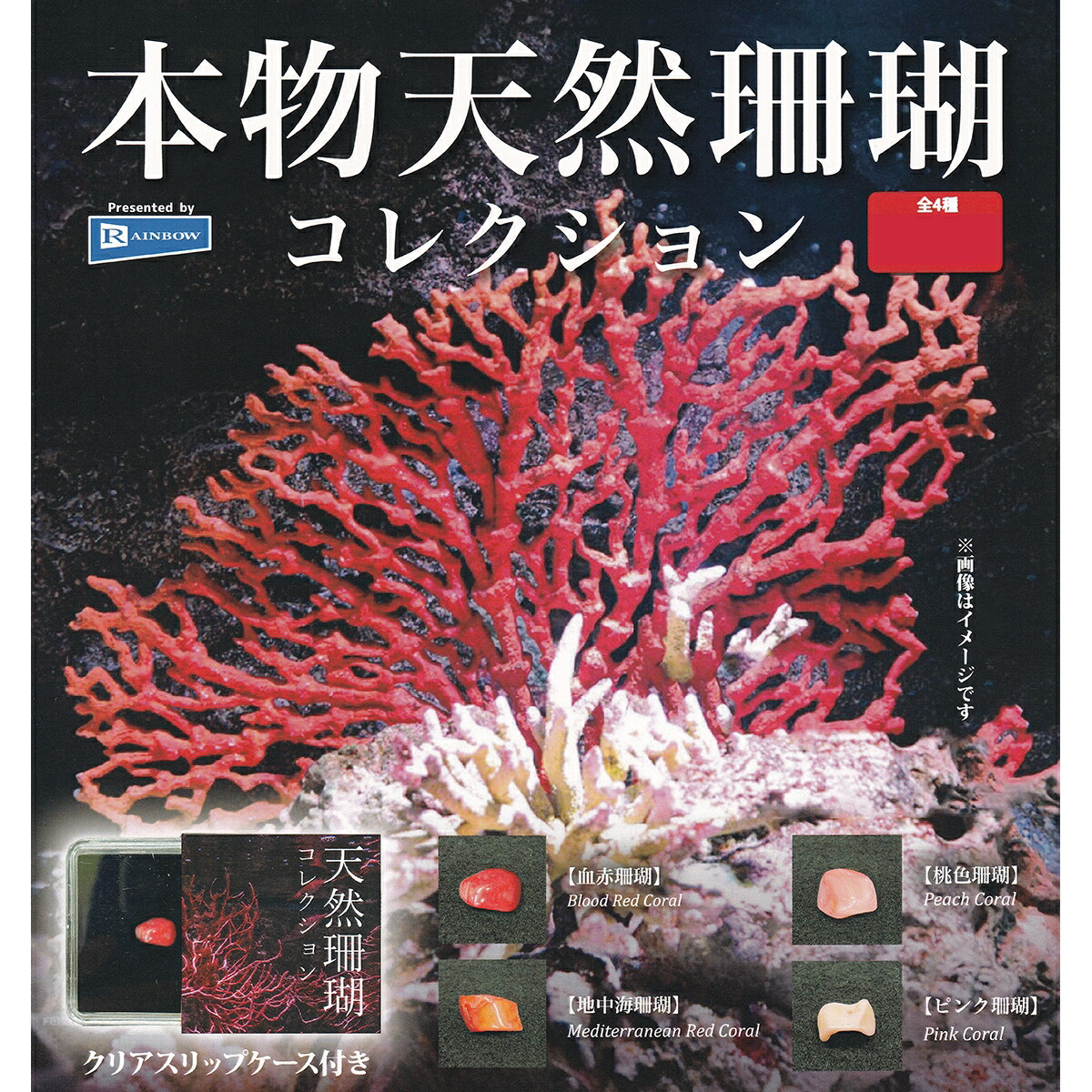 楽天市場】本物天然珊瑚コレクション レインボー 【全4種フルコンプ