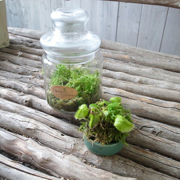 楽天市場】食虫植物 セファロタス フォリキュラリス レア食虫植物 苗
