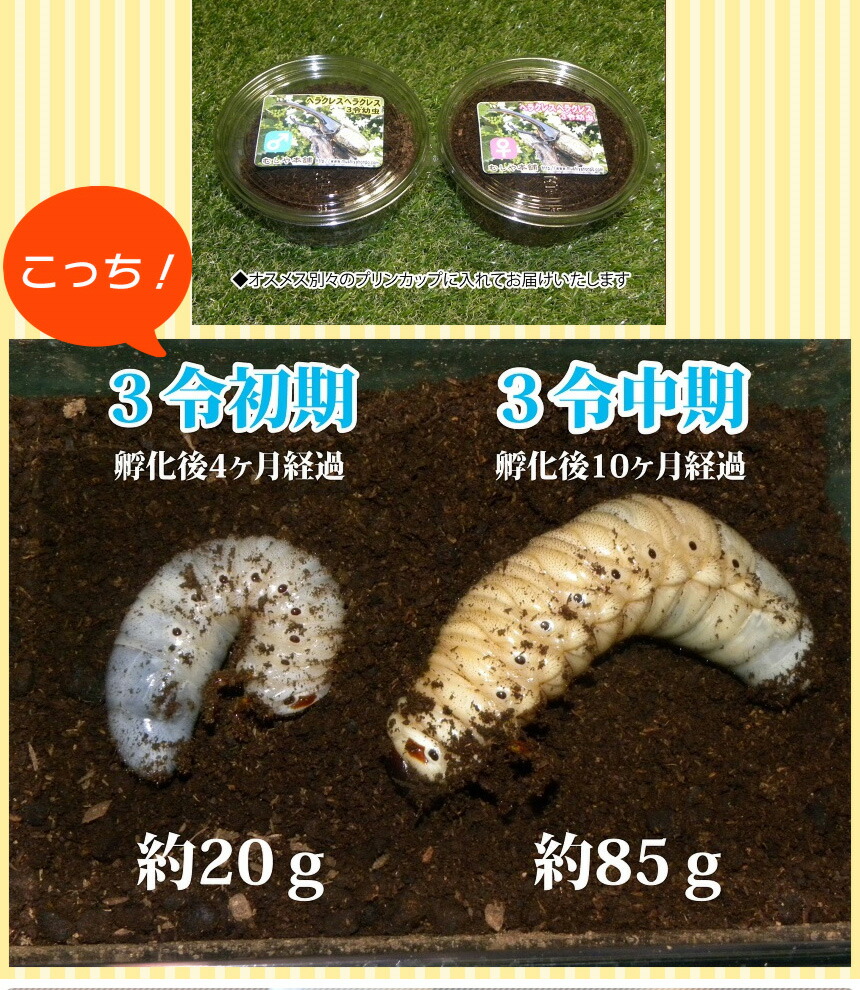 楽天市場】むしや本舗 カブトムシが選べる ヘラクレスオオカブト3令