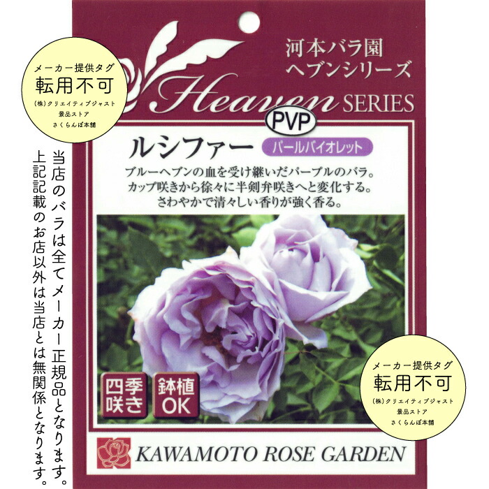 楽天市場】送料無料【ルシファー 6号鉢大苗予約】鉢植え バラ 薔薇