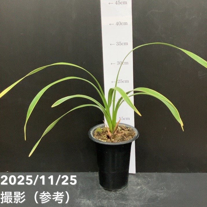 楽天市場】蘭 キンリョウヘンの通販