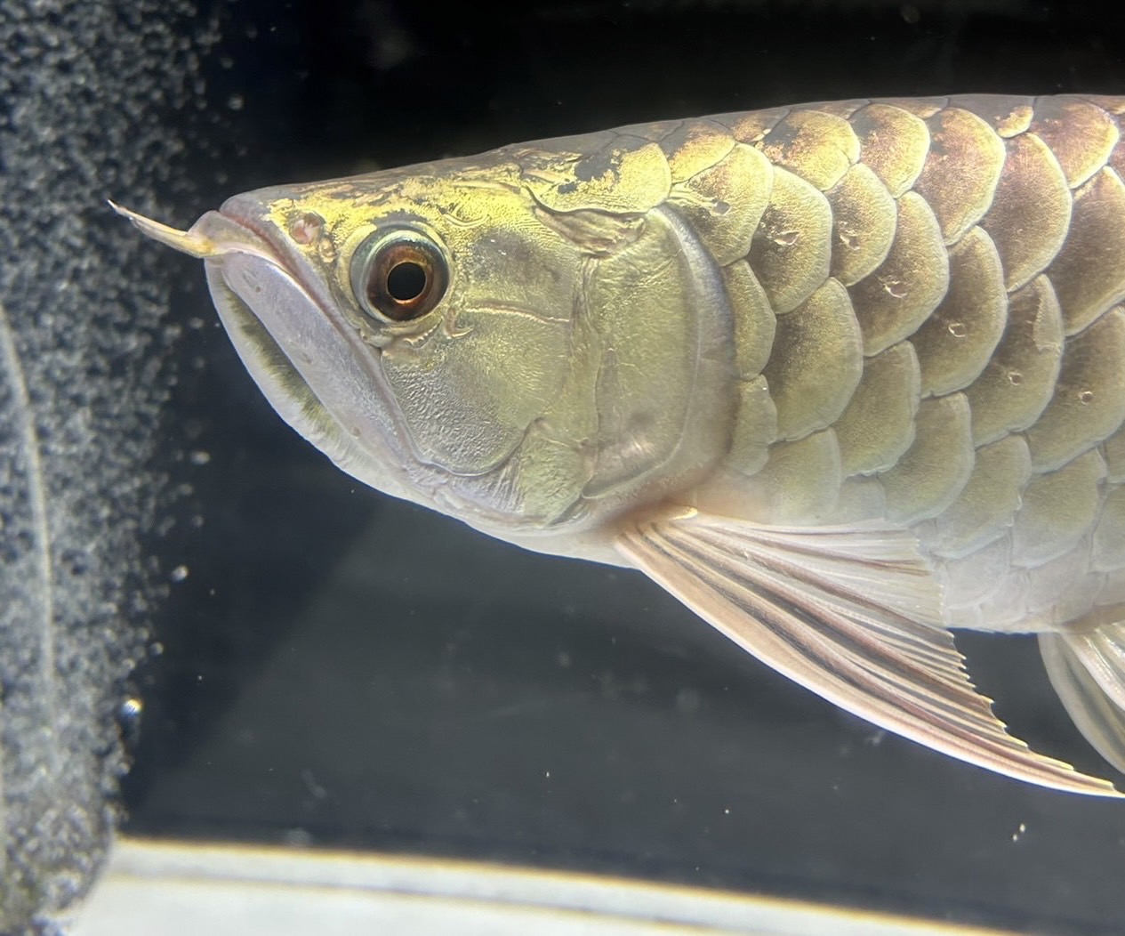 楽天市場】【極上選別個体】極美！ 過背金龍フルゴールド 48cm位