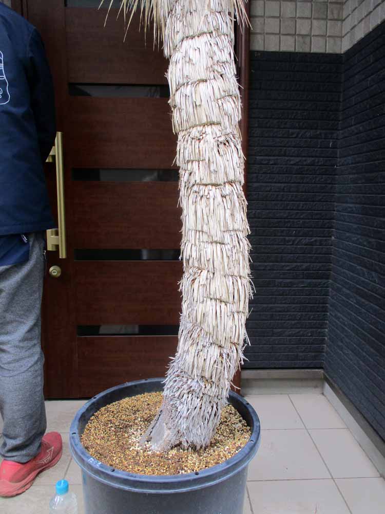 楽天市場】国内で数年かけて養生された安心株【現品・現物】超幹立ち