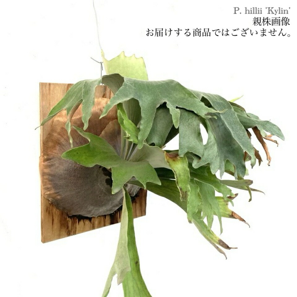 楽天市場】(現品) ビカクシダ ヒリー cv.キリン (pup) (No.40547