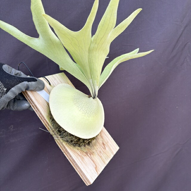 楽天市場】(現品) ビカクシダ ヒリー cv.キリン (pup) (No.40547