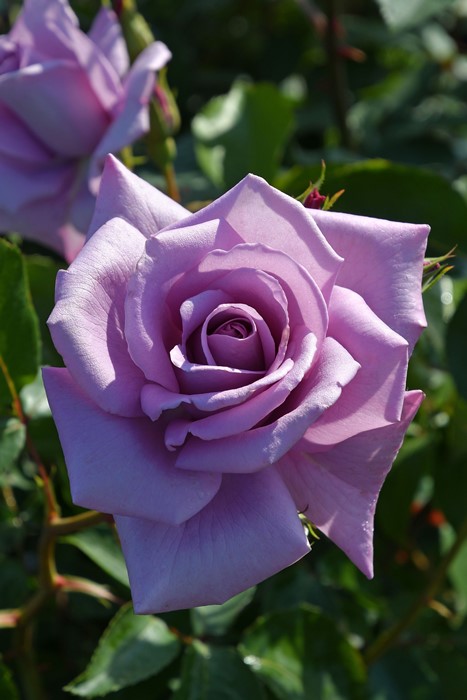 楽天市場】バラ苗【中苗】マダムヴィオレ【マダムビオレ】 国産苗 6号