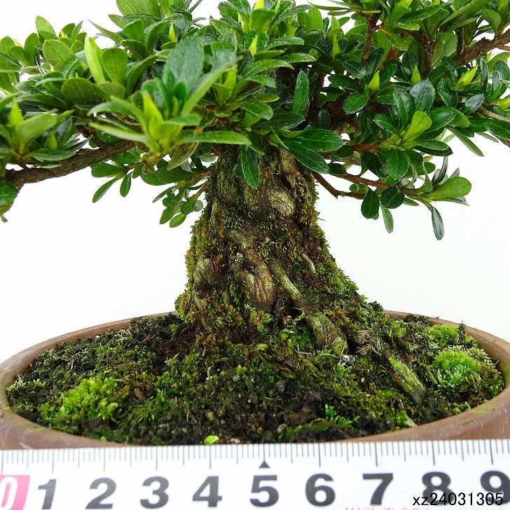 楽天市場】盆栽 皐月 明美の月 樹高 約19cm さつき Rhododendron