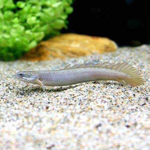 楽天市場】（熱帯魚）ポリプテルス・セネガルス Sサイズ（約6