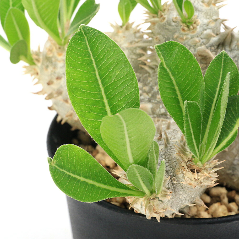 楽天市場】（多肉植物）パキポディウム デンシカウレ 恵比寿大黒 実生