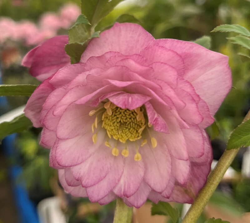 楽天市場】【現品】クリスマスローズ ウィンターシンフォニー