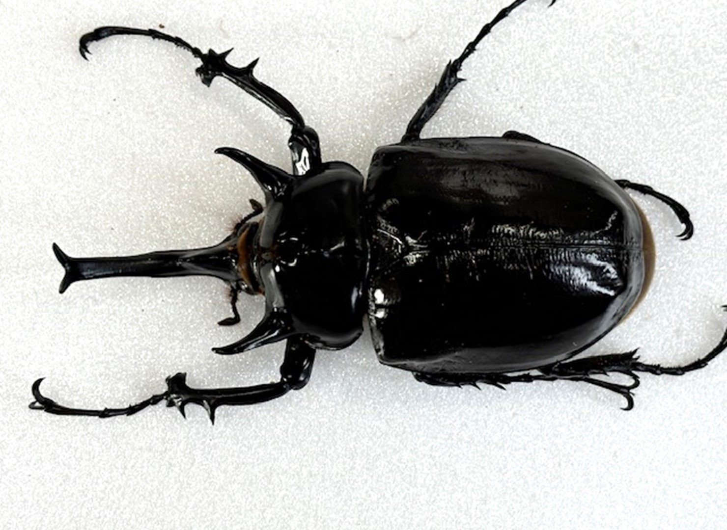 楽天市場】メガソマ最大種【DDA】マルスゾウカブト 幼虫 3頭セット dda