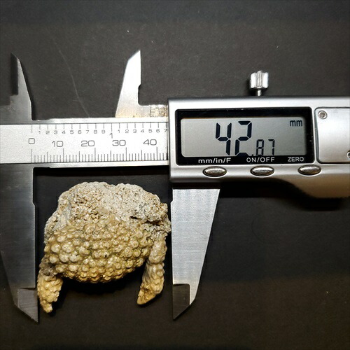 楽天市場】【送料無料】【カニ/化石/蟹】美品 カニ 本物 化石