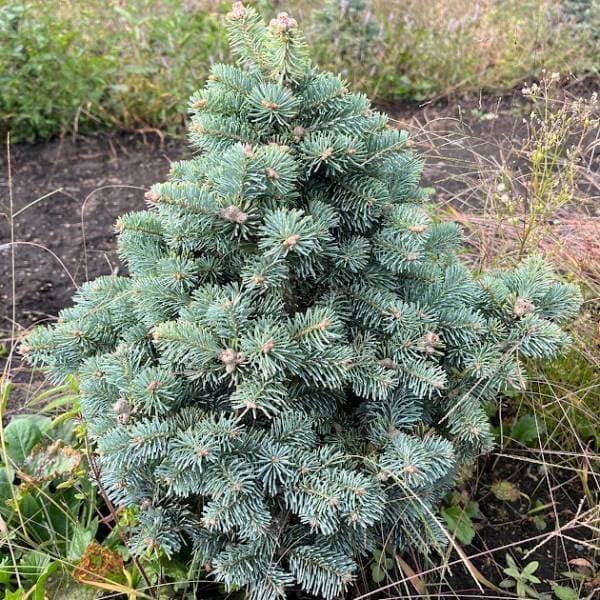 楽天市場】花木 庭木の苗/[送料無料]アルプスモミ：アリゾニカ