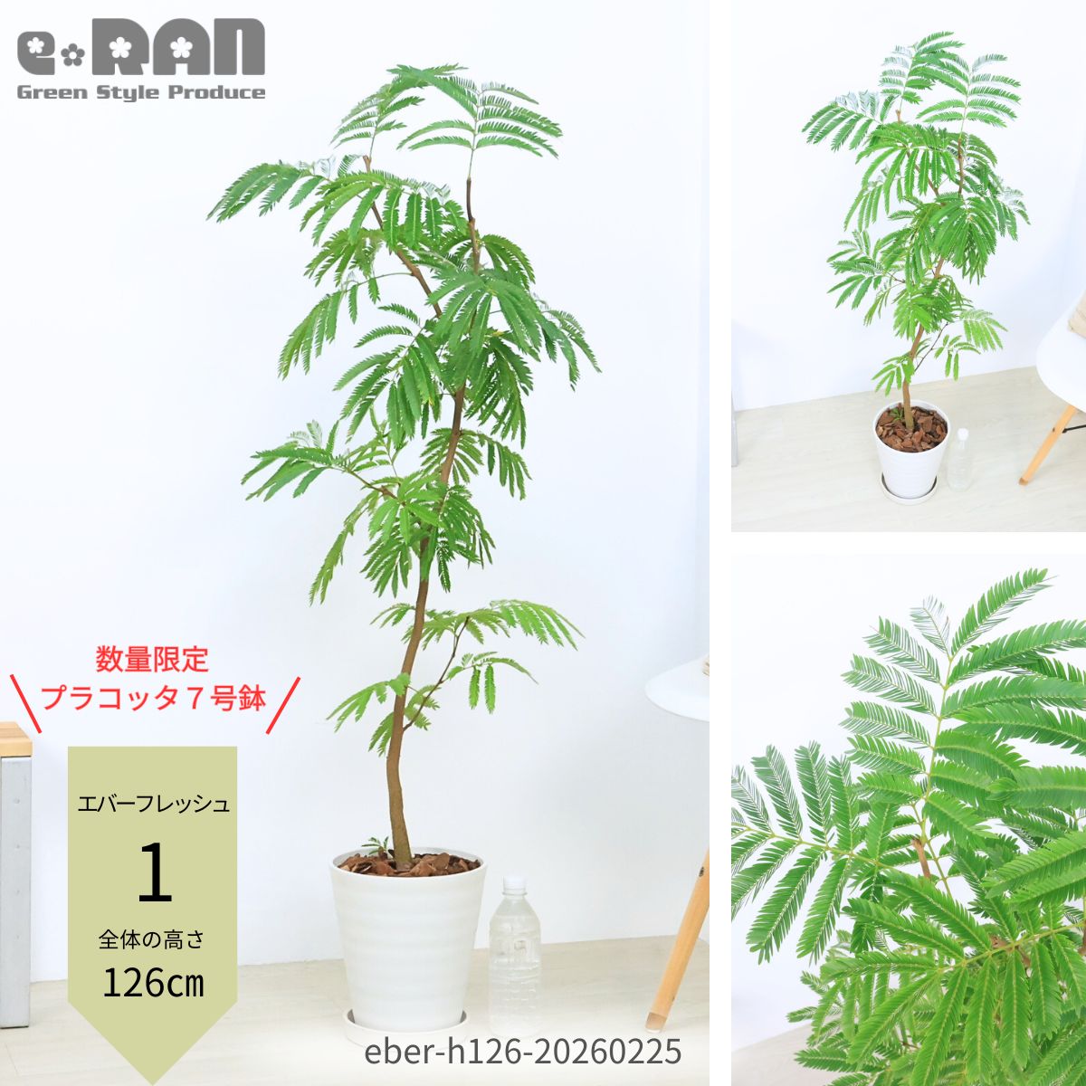観葉植物 8号 エバーフレッシュ」の人気商品一覧 | 安い商品を通販
