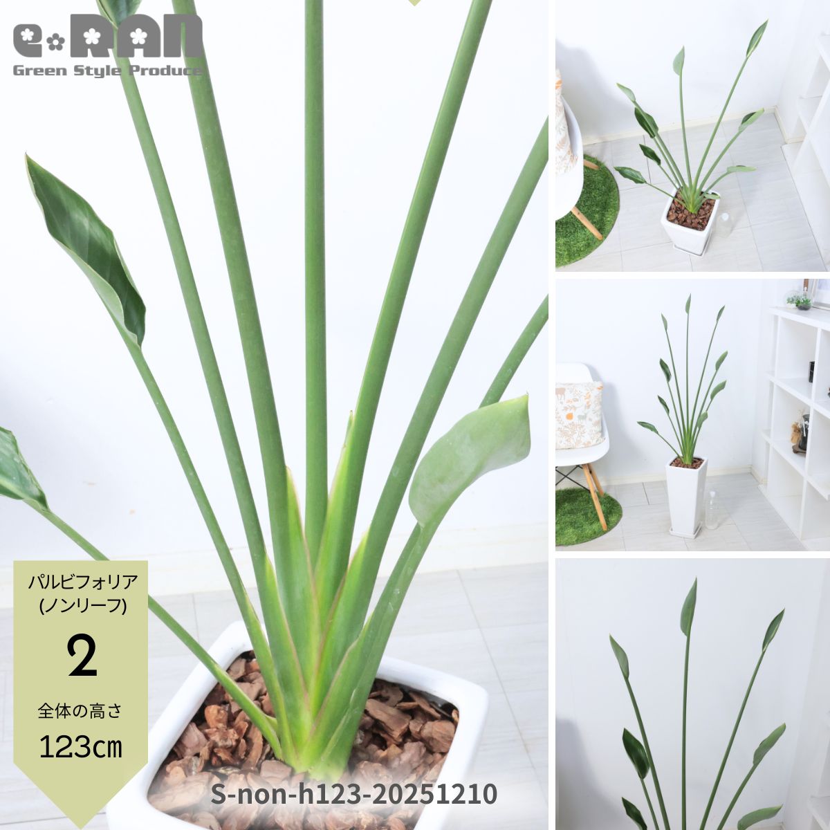 楽天市場】【選べる現品発送】 鹿児島県産 ストレリチア