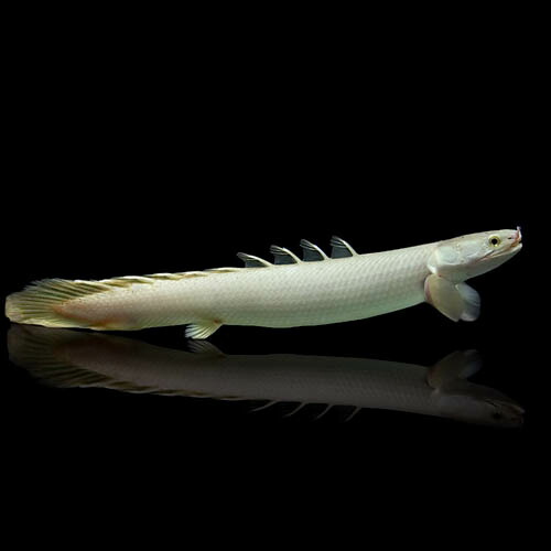 楽天市場】(熱帯魚 生体)ポリプテルス セネガルス【ワイルド】 （約