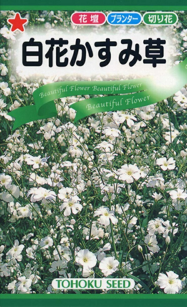 楽天市場】花種子 白花かすみ草 コベントガーデン トーホクのタネ : Ivy