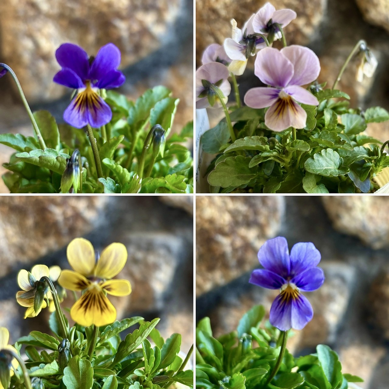 楽天市場】小輪 ビオラ スプリングシリーズ EMSビオラ アソート 3〜3.5