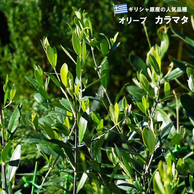 楽天市場】【カラマタ】 オリーブの木 2年生接木苗 : 苗木部 by 花
