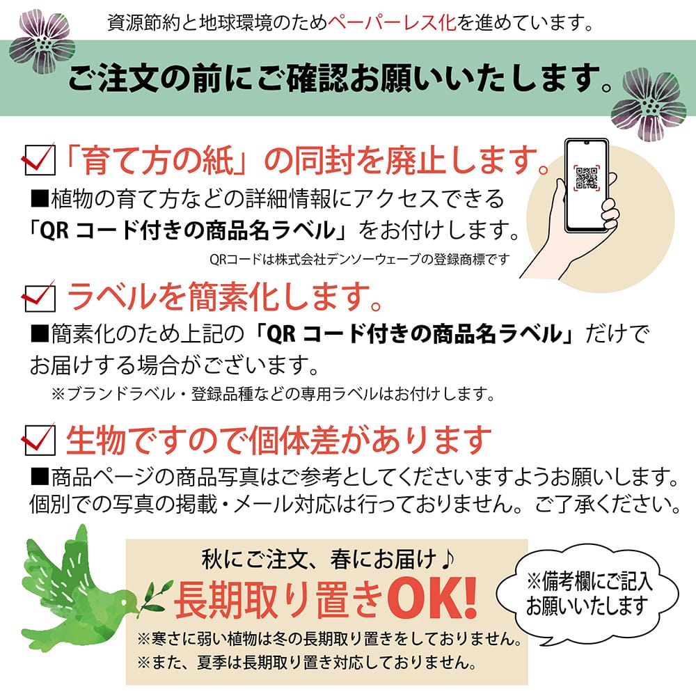 楽天市場】【せとか】 みかん 3年生接木大苗 【産地で剪定済 1.0m苗