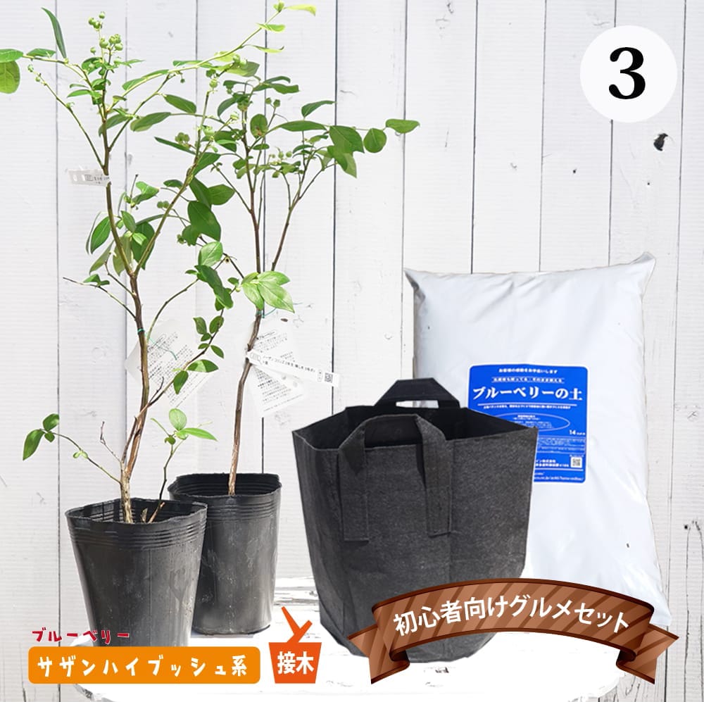 苗 ブルーベリー セット」の人気商品一覧 | 安い商品を通販サイトから