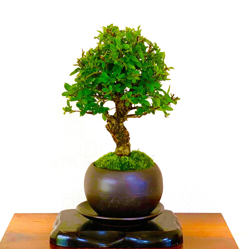 楽天市場】盆栽 楡欅 ニレケヤキ 全高20センチ前後 ミニ盆栽 樹齢7年