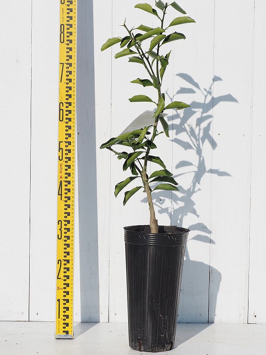 楽天市場】◇送料無料◇ □優良2年生大苗□ オレンジ 苗木 【はるか