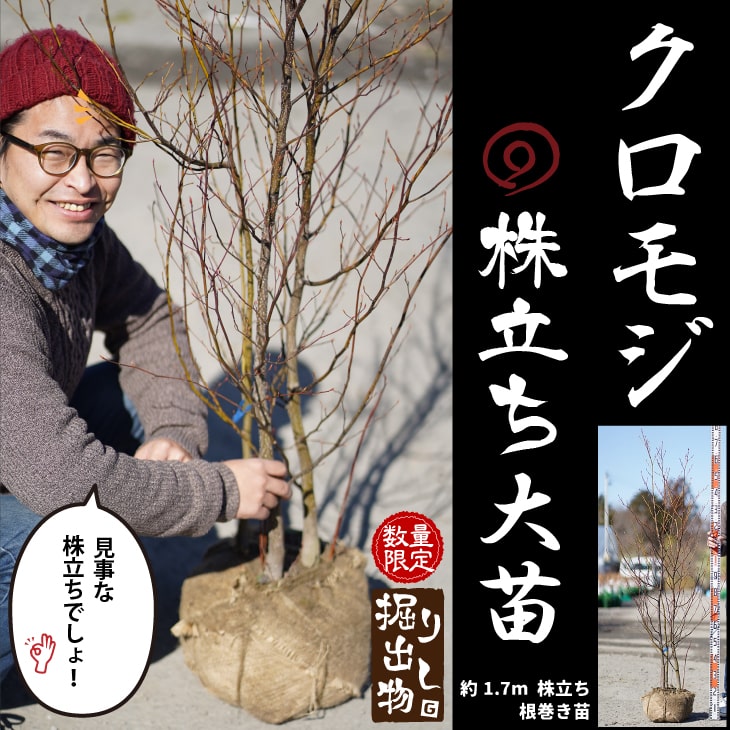 楽天市場】クロモジ 苗 【黒文字 （くろもじ）】 約1.7m 株立ち 根巻き
