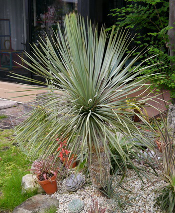 楽天市場】ユッカ ロストラータ 3号ポット苗ドライガーデン 耐寒性