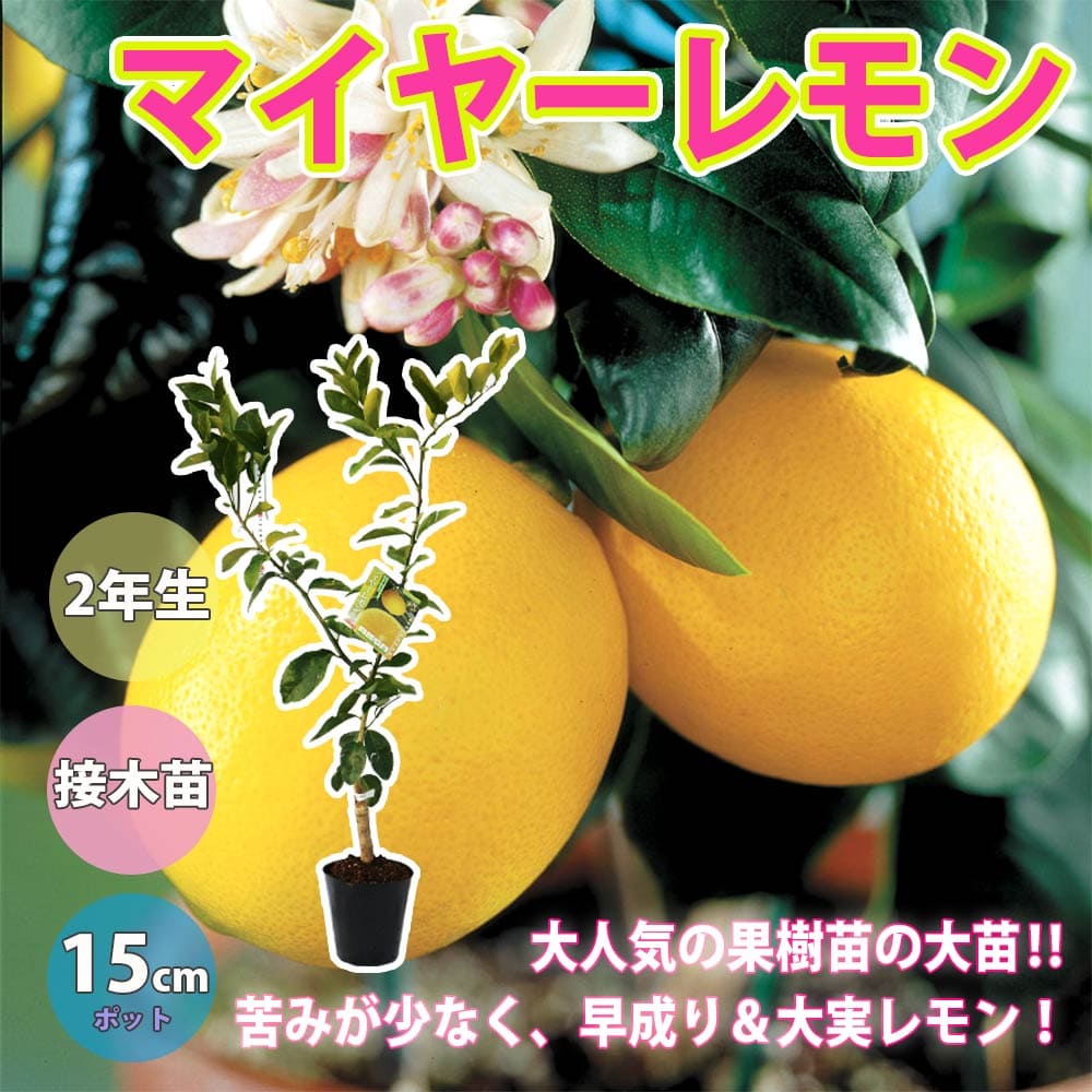 楽天市場】楽天スーパーセール対象商品 レモンの木 【マイヤーレモン