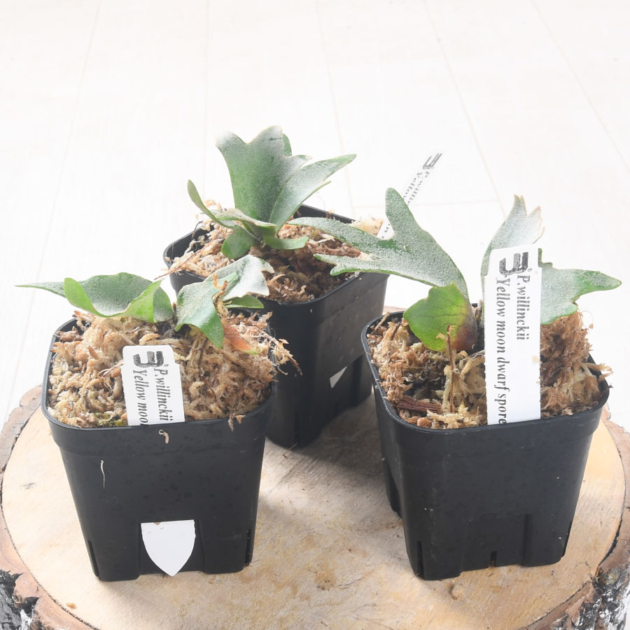 楽天市場】コウモリラン ビカクシダ ウィリンキー イエロームーン