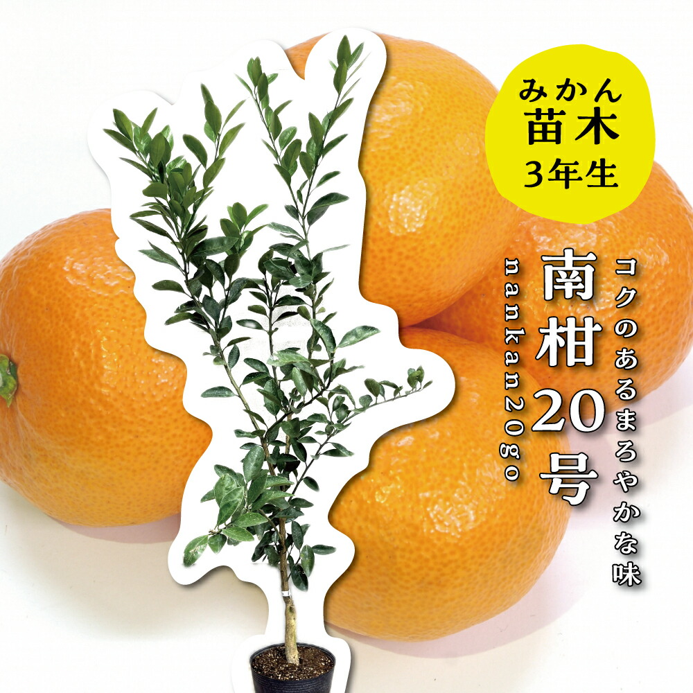 楽天市場】田口早生みかん 3年の通販