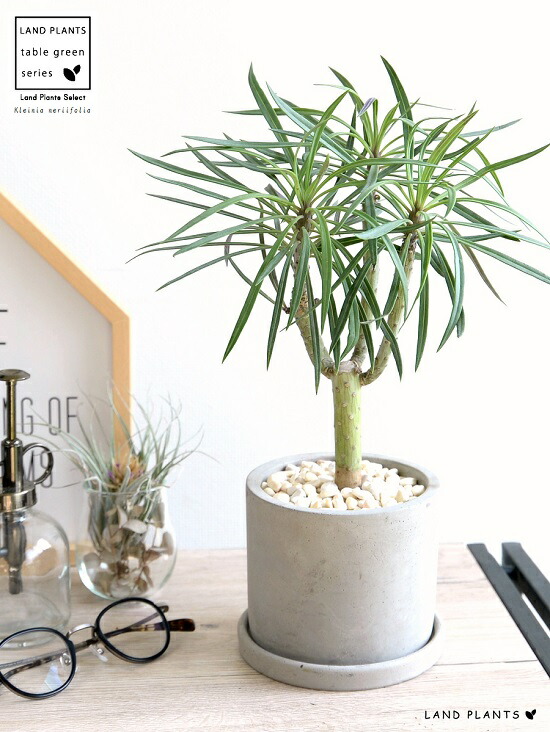 楽天市場】モンキーツリー（クレイニア） セメント シリンダー型 陶器