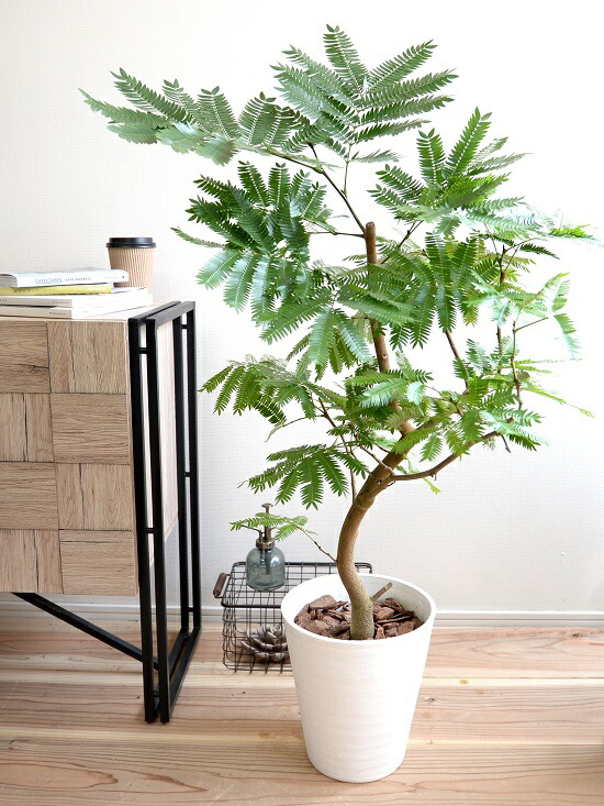 楽天市場】エバーフレッシュ 8号 ホワイト セラアート鉢 鉢植え 鉢 苗