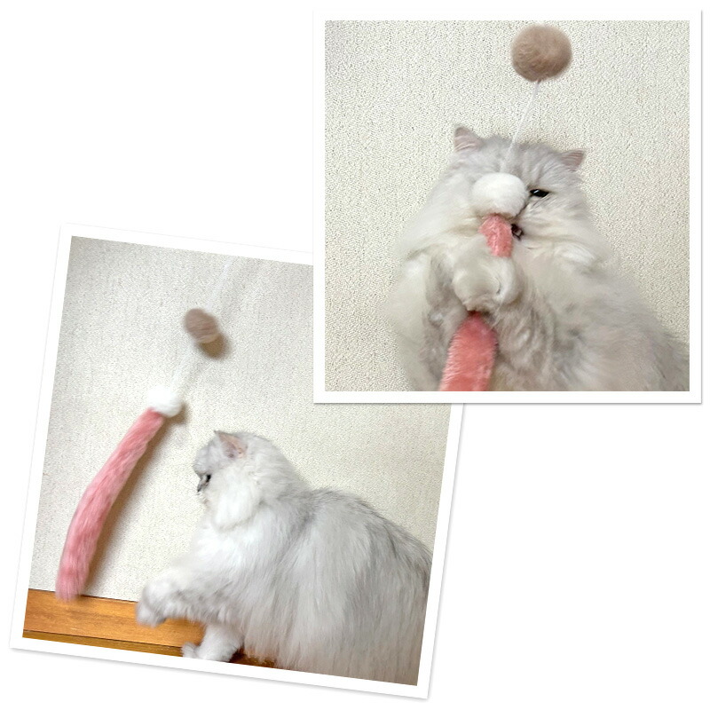 楽天市場】【最大2000円OFFｸｰﾎﾟﾝ】【ペットパラダイス公式】 猫