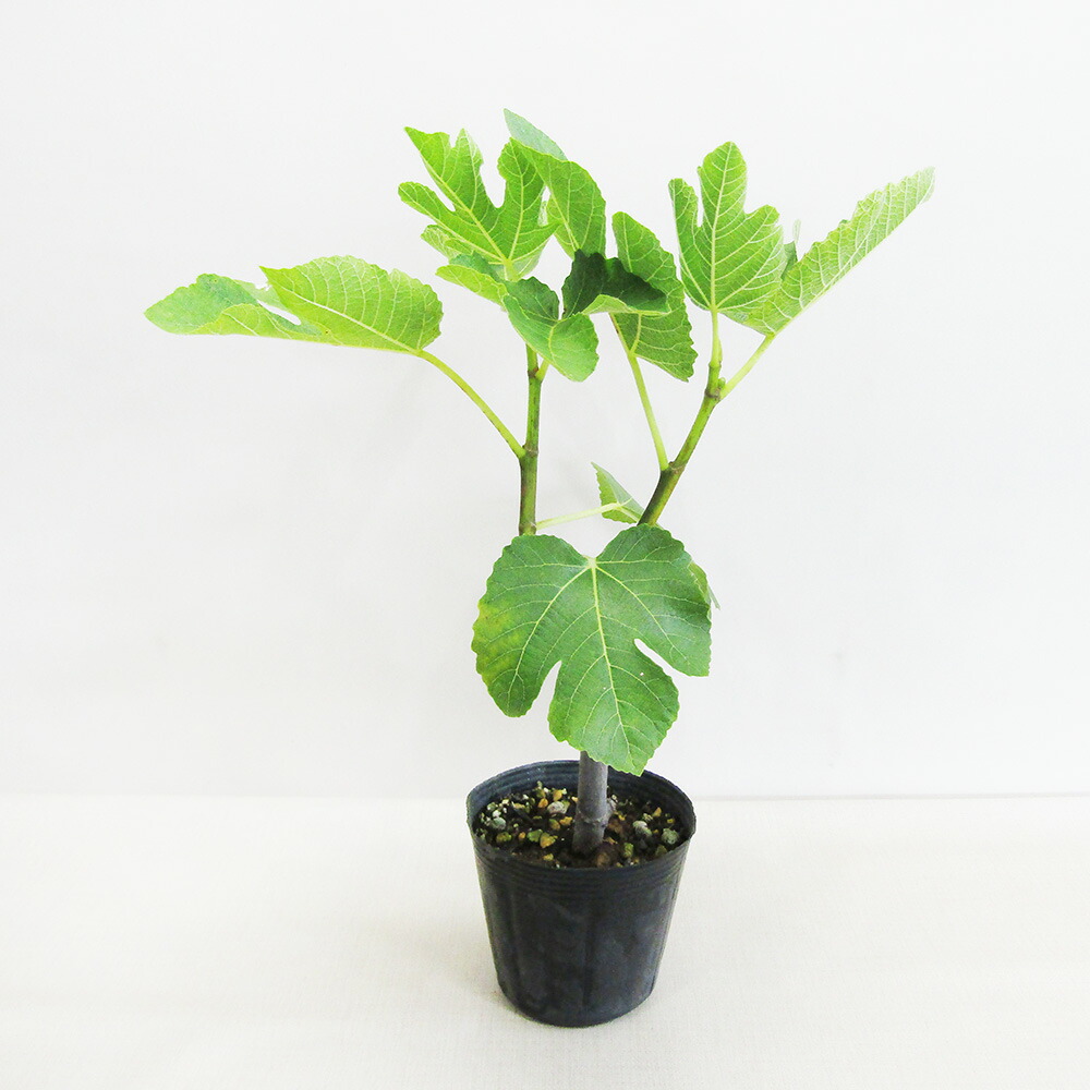 楽天市場】□良品果樹苗□苗木斑入り イチジク ゼブラスイート12cm