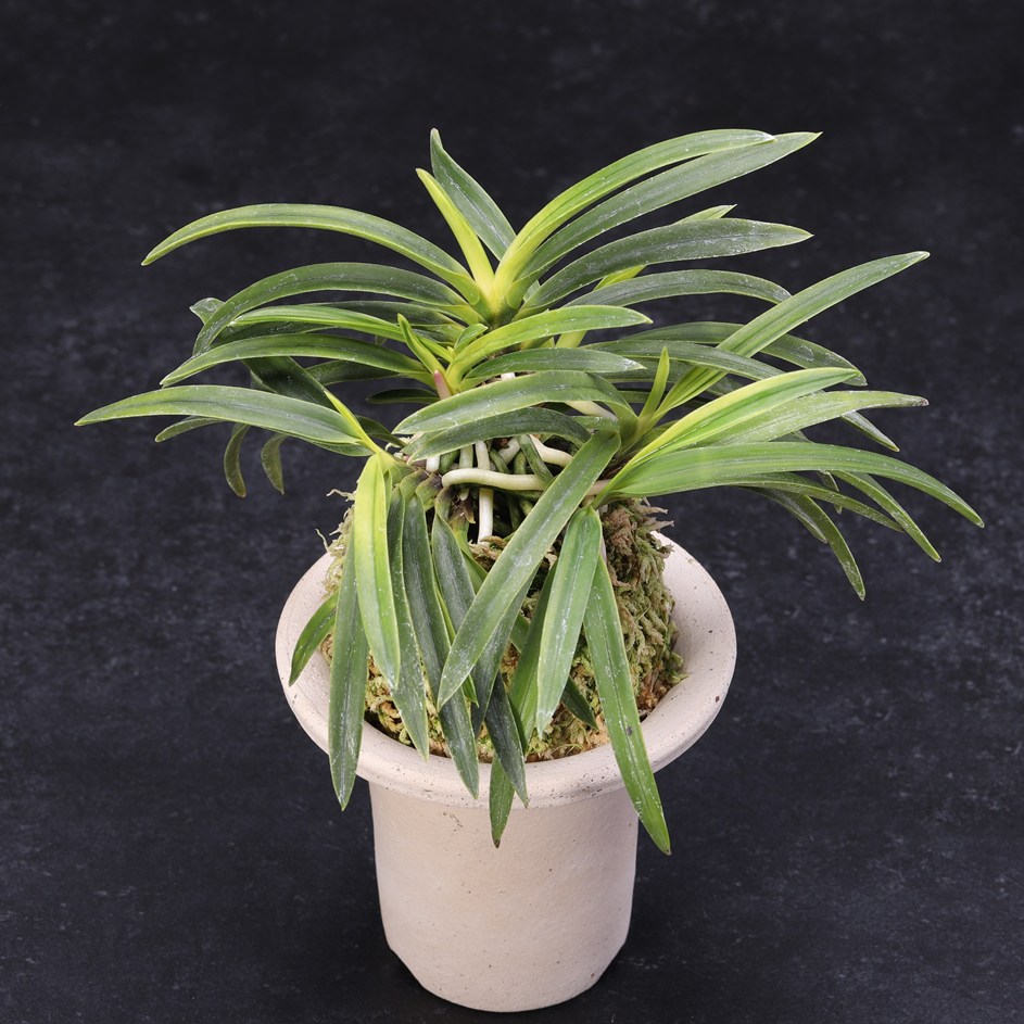 楽天市場】富貴蘭 貴牡丹 : フェニックスガーデン