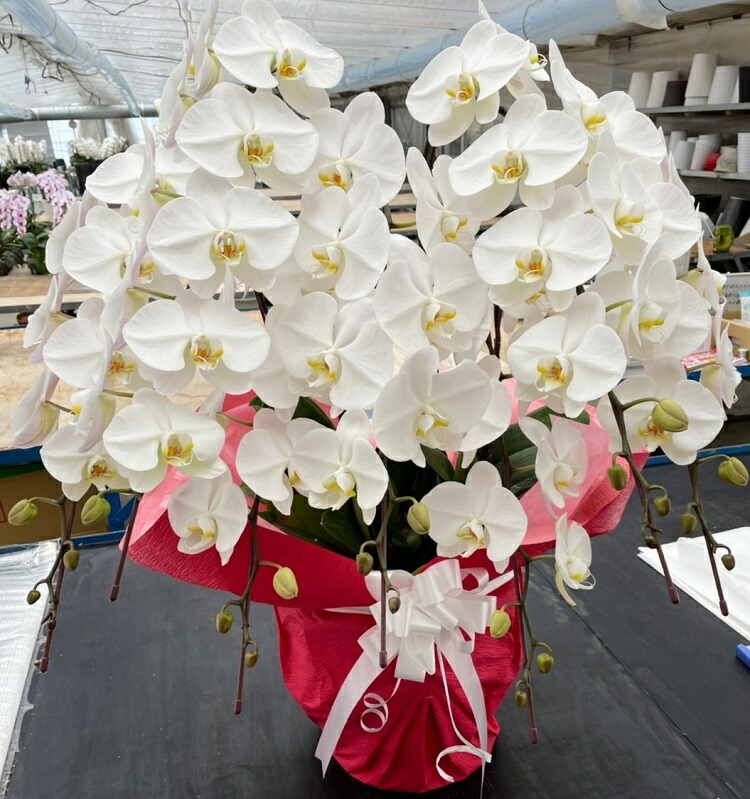 楽天市場】胡蝶蘭7本立ち！ 長持ちします ラッピング豪華 陶器鉢 花の