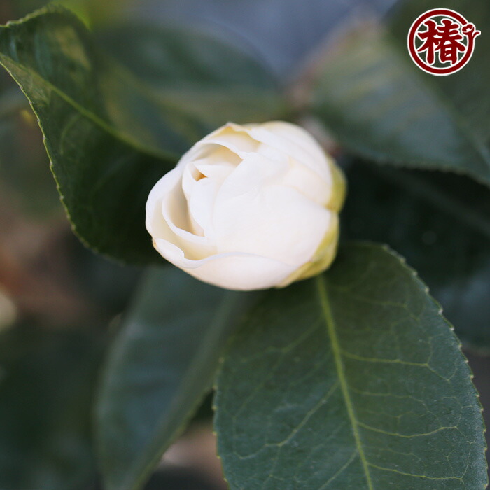 楽天市場】加賀八朔・かがはっさく15cmポット（5号鉢）挿木苗【椿