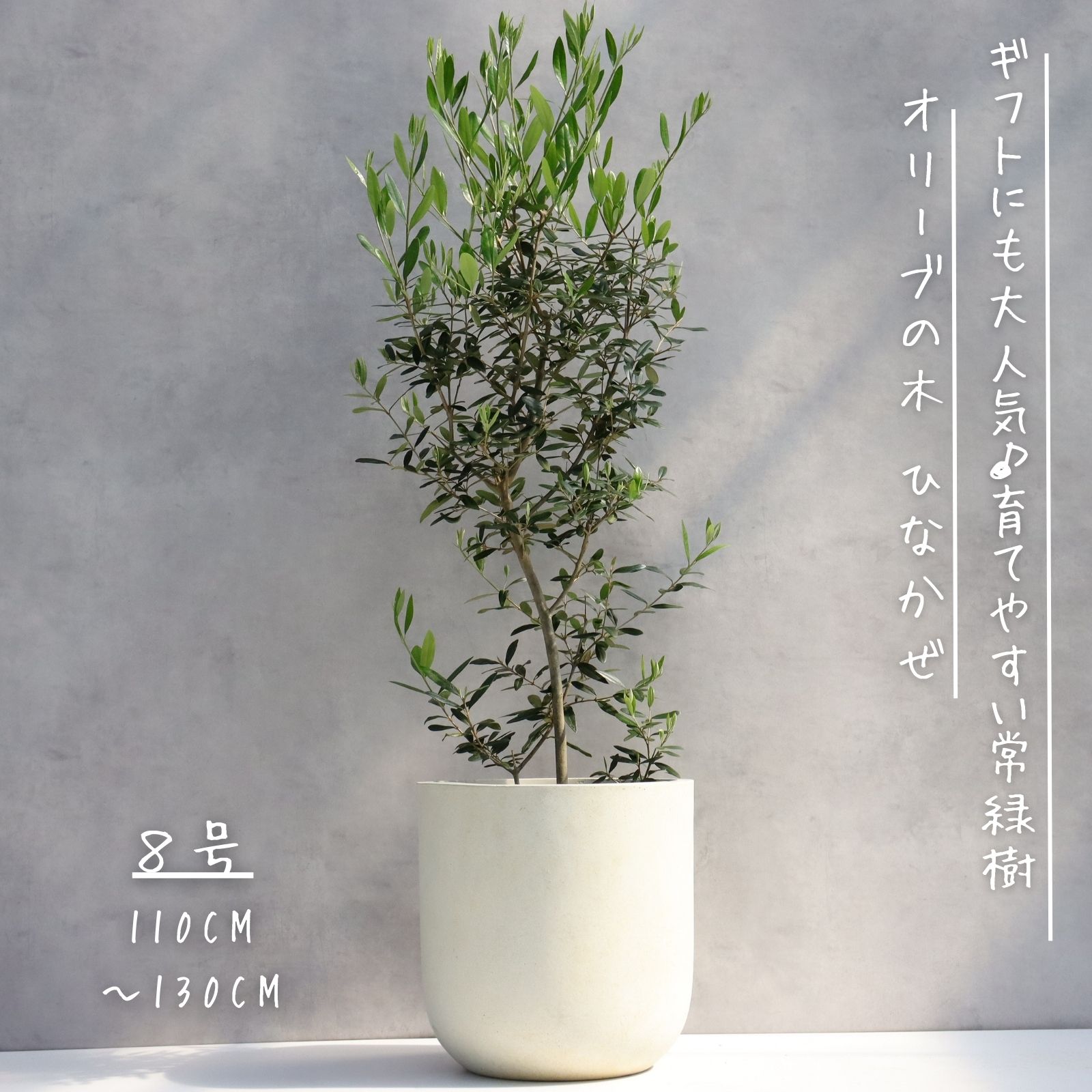 楽天市場】オリーブの木 観葉植物 オリーブ 鉢植え 8号 寒さ暑さに強い