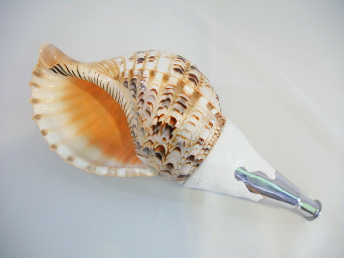 楽天市場】法螺貝・歌口付 サイズ44cm-46cm 真言タイプ : 和楽器総合