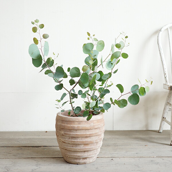 楽天市場】ユーカリ ユーカリの木 アンティークテラコッタ鉢植え 観葉